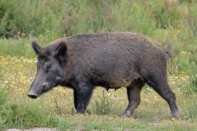Birding & Photography Day Trip to Doñana from Seville - Is $150.85 a fair price?