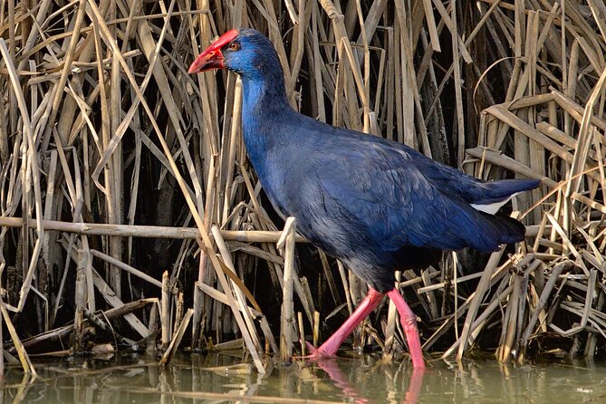 Birding & Photography Day Trip to Doñana from Seville - What the photography side is really like