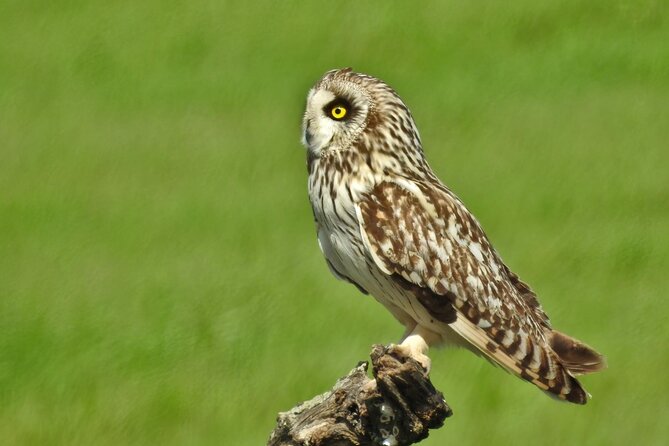 Birding & Photography Day Trip to Doñana from Seville - Who should book this day trip?