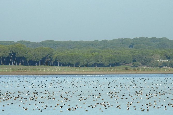Birding & Photography Day Trip to Doñana from Seville - An 8:30 a.m. pickup that keeps the day simple
