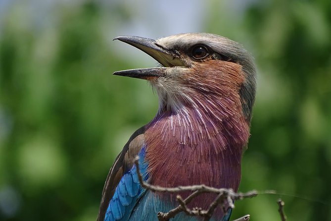 Birding Safari Experience in Livingstone - MINIMUM 2 PEOPLE - Key points before you book