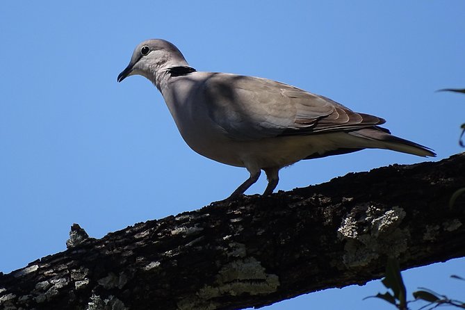 Birding Safari Experience in Livingstone - MINIMUM 2 PEOPLE - An early pickup and a high-clearance vehicle
