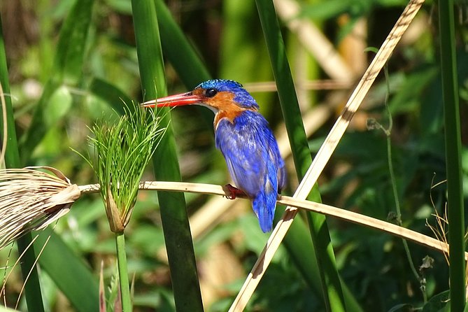 Birding Safari Experience in Livingstone - MINIMUM 2 PEOPLE - Walking the river edge at an easy pace