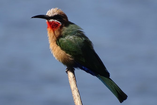 Birding Safari Experience in Livingstone - MINIMUM 2 PEOPLE - What the guides add to the morning