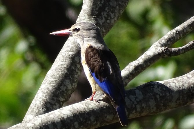 Birding Safari Experience in Livingstone - MINIMUM 2 PEOPLE - A picnic with the Zambezi in view
