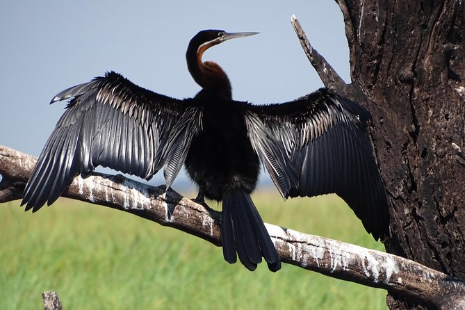 Birding Safari Experience in Livingstone - MINIMUM 2 PEOPLE - The $90 price and what you receive