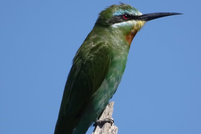 Birding Safari Experience in Livingstone - MINIMUM 2 PEOPLE - Who should book this experience
