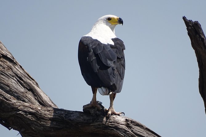 Birding Safari Experience in Livingstone - MINIMUM 2 PEOPLE - Driving beside the Zambezi River