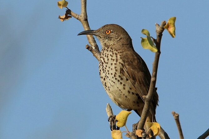 Birding San Jose Estuary Los Cabos Mexico - Is $200 a Fair Price?
