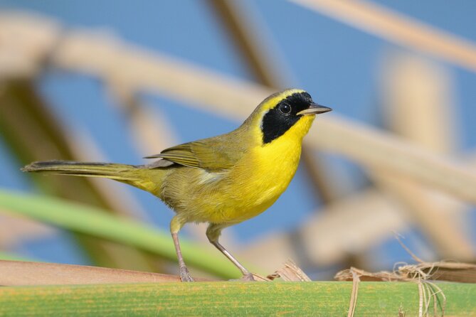 Birding San Jose Estuary Los Cabos Mexico - Booking, Pickup, and Cancellation Details
