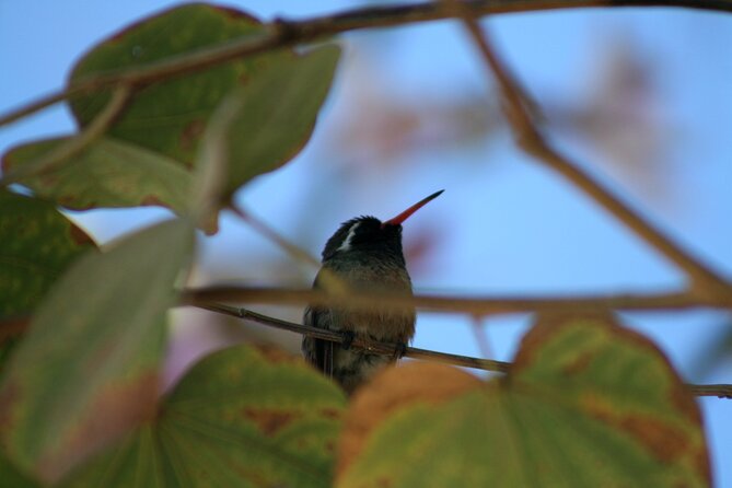 Birding San Jose Estuary Los Cabos Mexico - The Boat Ride and Marine Birding