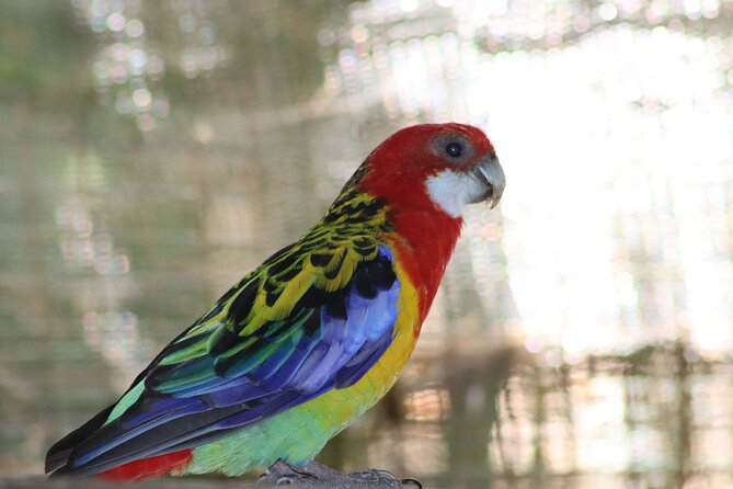 Birds of Eden Admission Ticket - Entering the 50-Meter Aviary