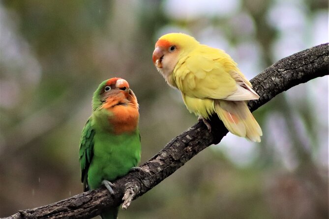 Birds of Eden Admission Ticket - Meeting South African Birds and Imported Species