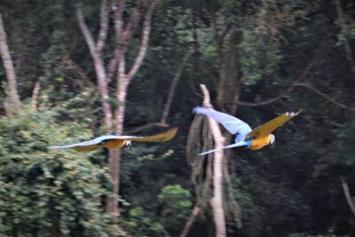 Birds of Eden Admission Ticket