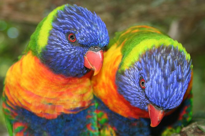 Birds of Eden Admission Ticket - Self-Guided Freedom or a Complimentary Guide