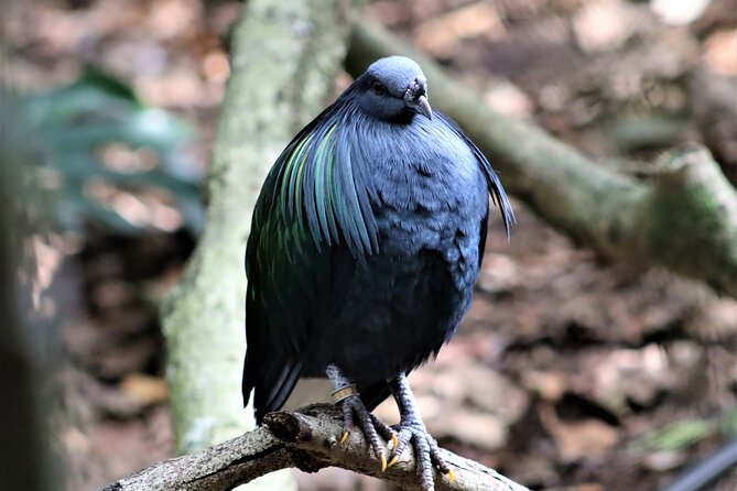 Birds of Eden Admission Ticket - Price, Timing, and What You Receive