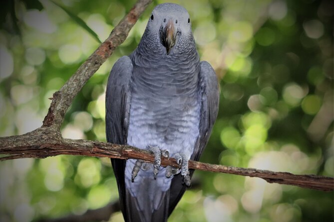 Birds of Eden Admission Ticket - Practical Rules for a Better Visit