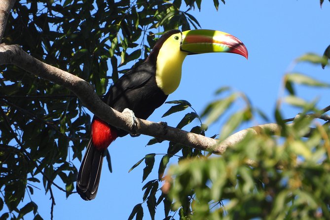 Birds of the Mayan World 1 - Why the Ruta de los Cenotes works so well for birdwatching