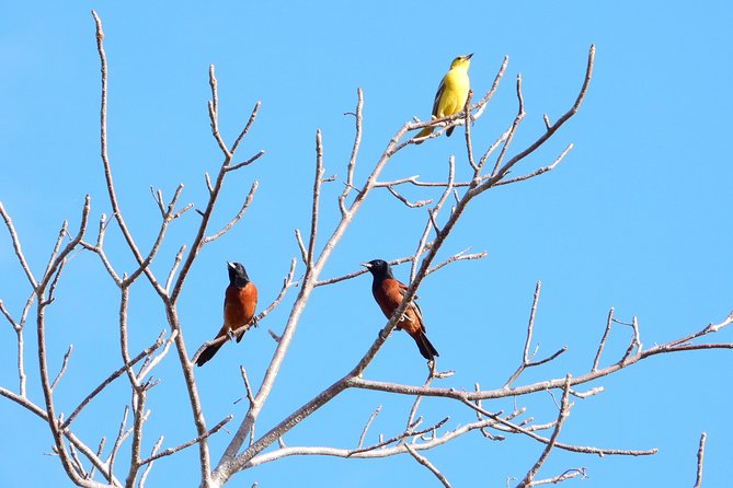 Birds of the Mayan World 1 - Breakfast and the small touches that add value