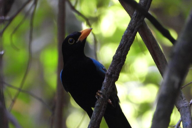 Birds of the Mayan World 1 - Who gets the best value from this experience