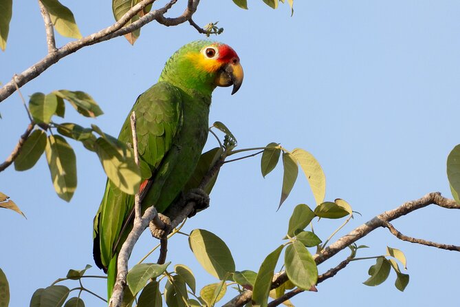Birds of the Mayan World 1 - Should you book Birds of the Mayan World 1?