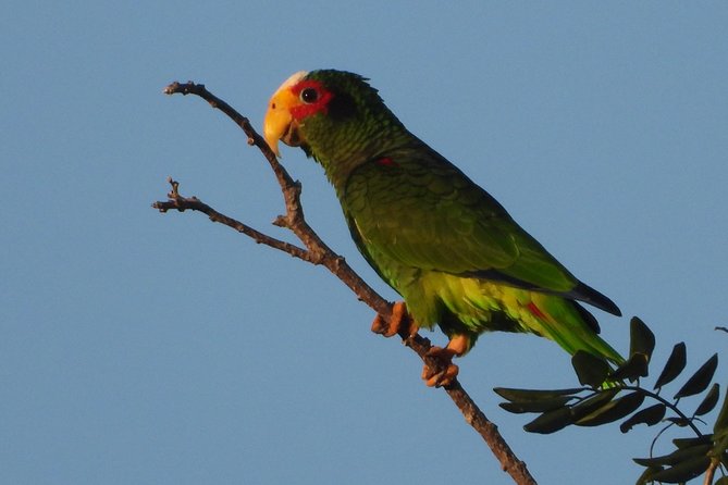 Birds of the Mayan World 1 - What the four-hour outing is likely to feel like