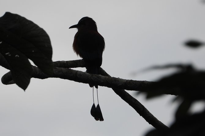 Birds of the Mayan World 2 / Route of the cenotes - What the Route of the Cenotes really offers
