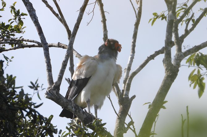 Birds of the Mayan World 2 / Route of the cenotes - The walking sections and physical effort