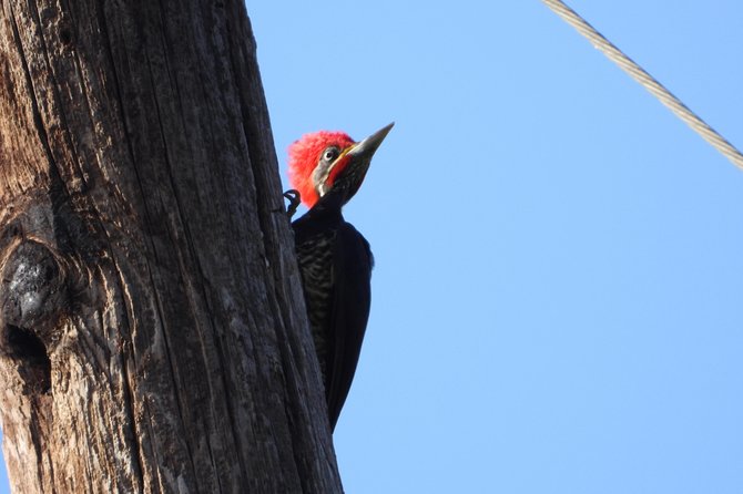 Birds of the Mayan World 2 / Route of the cenotes - Keeping an eBird record of your sightings