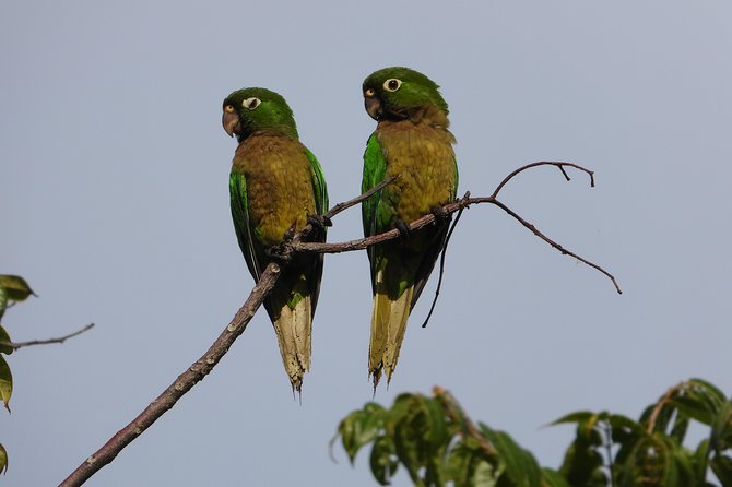 Birds of the Mayan World 2 / Route of the cenotes - What the price represents
