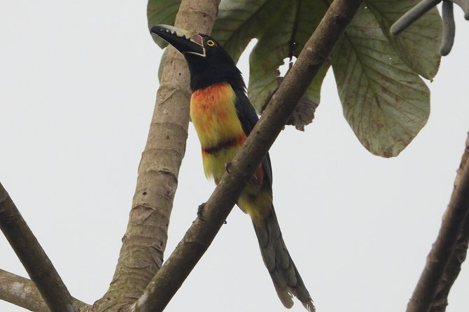 Birds of the Mayan World 2 / Route of the cenotes - Weather, cancellations, and planning advice