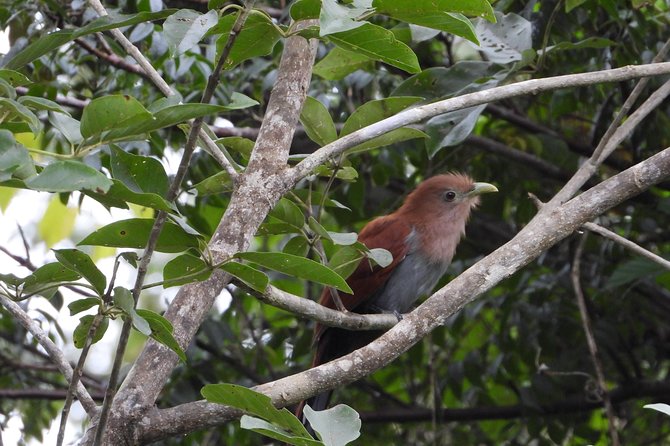 Birds of the Mayan World 2 / Route of the cenotes - Birding with José Gil Paz Gutiérrez