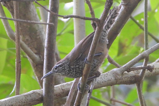 Birds of the Mayan World 3 - Leaving Cancun for the Tulum area