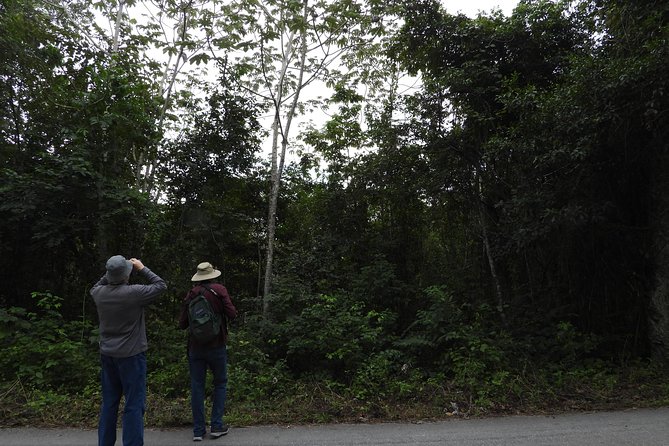 Birds of the Mayan World 3 - Muyil: a second habitat and a different mood