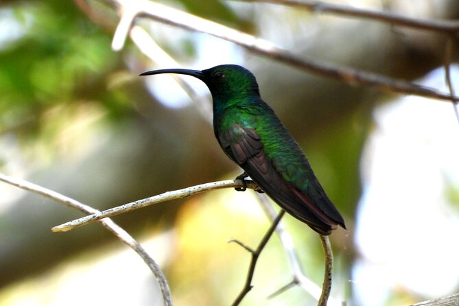 Birds of the Mayan World 3 - A low-impact approach to bird watching