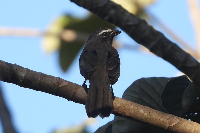 Birds of the Mayan World 3 - Food, drinks, and the value of the package