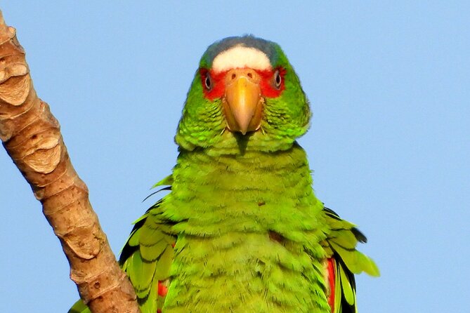 Birds of the Mayan World 3 - Fitness, weather, and practical limits