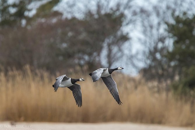 BIRDWATCH - Premium guided canoe tour at Cape Vente, Nemunas Delta Regional Park - Why Cape Ventė works so well for birdwatching