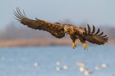 BIRDWATCH – Premium guided canoe tour at Cape Vente, Nemunas Delta Regional Park