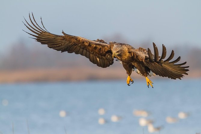 BIRDWATCH - Premium guided canoe tour at Cape Vente, Nemunas Delta Regional Park - The 7:00 am start and first canoe lesson