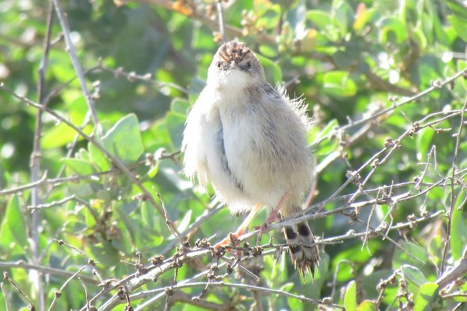 Birdwatching at Abicada and Alvor dunes - A 7:00 am start and an eight-hour pace