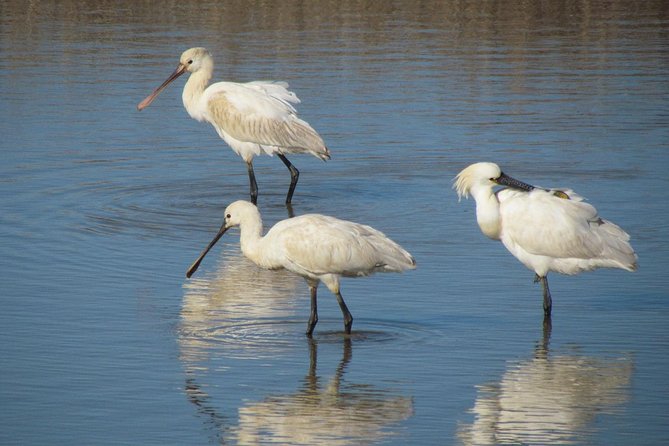 Birdwatching at Abicada and Alvor dunes - Guillaume’s role makes the biggest difference