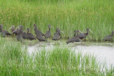 Birdwatching at Abicada and Alvor dunes