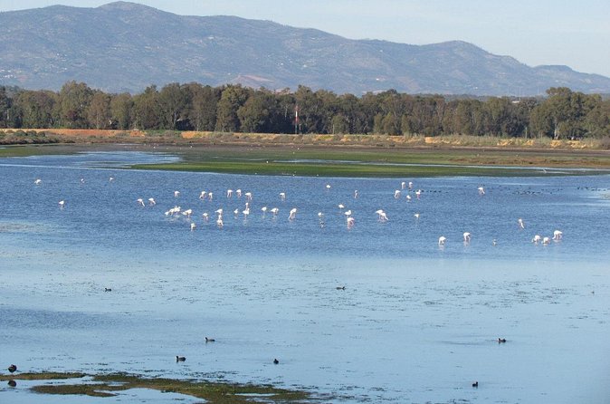 Birdwatching at Abicada and Alvor dunes - What the telescope and binocular rental mean for you