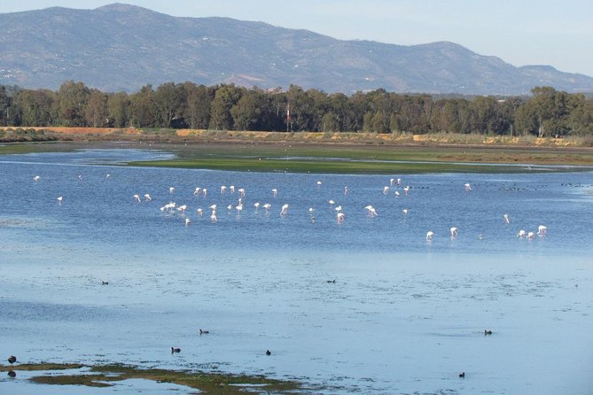 Birdwatching at Abicada and Alvor dunes - Is $101.51 good value?