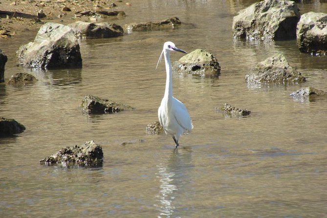 Birdwatching at Abicada and Alvor dunes - Species highlights and realistic expectations