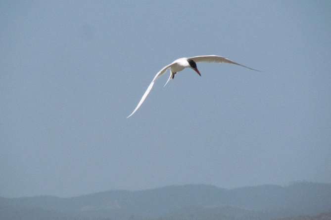 Birdwatching at Abicada and Alvor dunes - Who should book this outing?