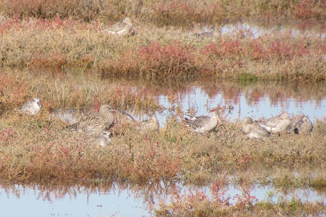 Birdwatching at Ria de Alvor - Why the Ria de Alvor is worth your morning