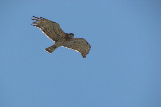 Birdwatching at Ria de Alvor - The telescope is a real part of the value