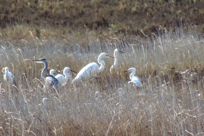 Birdwatching at Ria de Alvor - Guides who make the outing personal